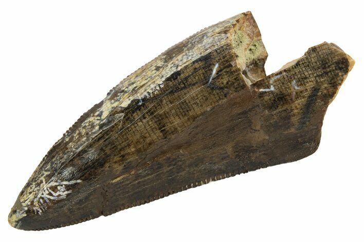 Serrated Tyrannosaur Tooth - Judith River Formation #318813